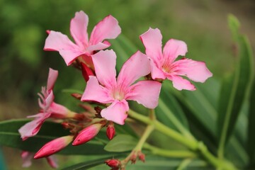 Pink Oleander Flowers in Bloom with Green Leaves, Close-up Botanical Macro Photography for Nature...
