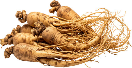 Pile of fresh Korean ginseng roots with visible rootlets and earthy texture fresh roots natural herbal transparent background