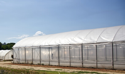 A series of large plastic greenhouses stand under a clear blue sky on a sunny day, showcasing...