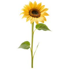 Fototapeta premium Isolated Sunflower Detailed Yellow Petals on Transparent Background.png