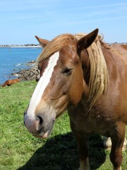 Cheval