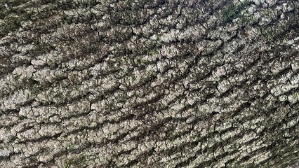 Cracked bark of an old tree with diagonal pattern, natural texture grey colour.