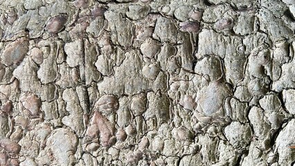Cracked bark of an old tree, natural texture grey colour.