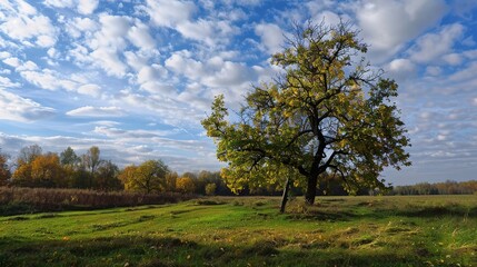 Fototapeta premium Enchanting Beginning of Autumn: Crisp Air, Golden Leaves, and Harvest Vibes Marking the Onset of Fall, Featuring Cozy Sweaters, Pumpkin Patches, and Sunset Hues, Perfect for Seasonal Art, Lifestyle Ph