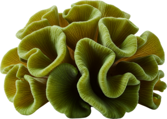 Close up of vibrant green coral with delicate undulating texture isolated on black Marine life Ocean transparent background