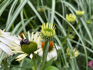 Close-up of a black bee collecting nectar on a white coneflower among green leaves.