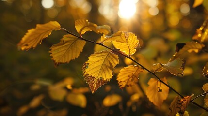 Fototapeta premium Enchanting Beginning of Autumn: Crisp Air, Golden Leaves, and Harvest Vibes Marking the Onset of Fall, Featuring Cozy Sweaters, Pumpkin Patches, and Sunset Hues, Perfect for Seasonal Art, Lifestyle Ph