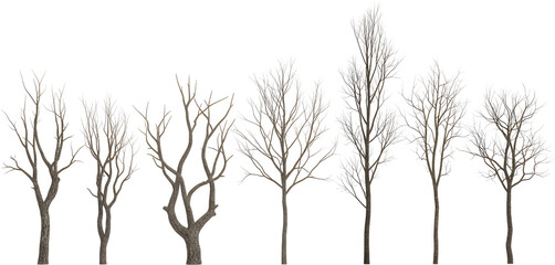 Obraz premium A Line Of Bare Deciduous Trees With Intricate Branches Against A Transparent Background Bare Trees Nature Winter Transparent Background