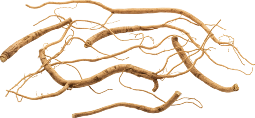 A tangled network of thick woody roots and thin tendrils earthy brown tones isolate Plant Organic Natural