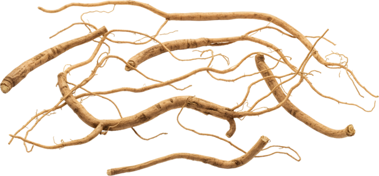A tangled network of thick woody roots and thin tendrils earthy brown tones isolate Plant Organic Natural