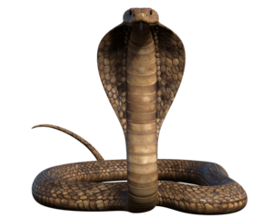 Cobra Snake with Hood Flared in Defensive Pose, isolated on transparent background PNG