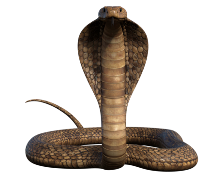 Cobra Snake with Hood Flared in Defensive Pose, isolated on transparent background PNG