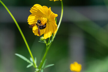 黄色い花で蜜を集めようとするハチ