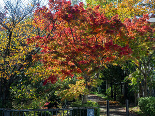 逆光で光る紅葉と奥に続く遊歩道