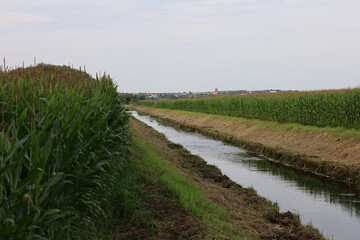 Fototapeta premium Irrigation Canal for Green Corn Field Agriculture