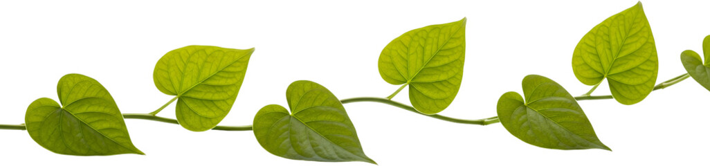 Obraz premium Green heart shaped leaves with veins on a thin vine isolate nature plant foliage fresh growth botanical