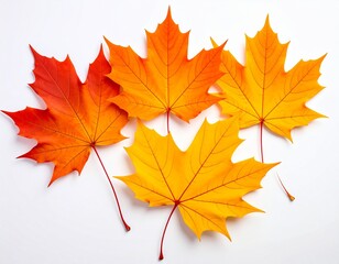 Fototapeta premium 紅葉したカエデの葉 イラスト
