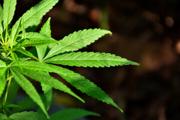 Green marijuana, hemp leaves. Cannabis high quality. Thematic photo to treat patients and drugs against pain. Toned with color filter and soft noise to get old camera effect. Soft focus and blurred.