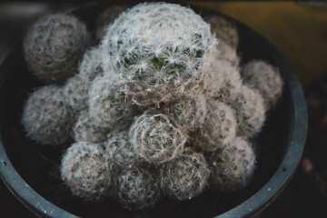 Beautiful houseplant in ceramic pot for home decoration.  Close-up of a plant from Philodendron family.