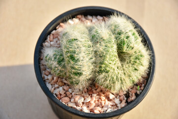Little cactus on small pot, plant for decoration. Beautiful blooming cactus, selective focus...