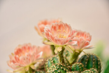 Beautiful blooming cactus, selective focus blurred green nature background. Hobby during work from...