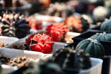 Little cactus on small pot, plant for decoration. Beautiful blooming cactus, selective focus blurred green nature background. Hobby during work from home concept.