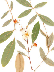 Pressed and dried bindweed flower, olive leaves, acacia isolated on white background. For use in floral patterns, compositions, herbariums, scrapbooking, floristry.