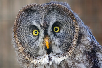 great horned owl