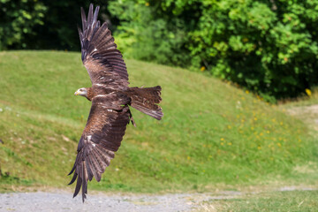 red tailed hawk