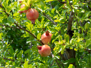 ザクロの実のクローズアップ