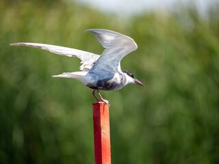 Bird perched on red post with wings spread.