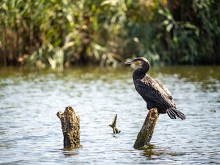 Cormorant Perched on Tree Stump in Lake