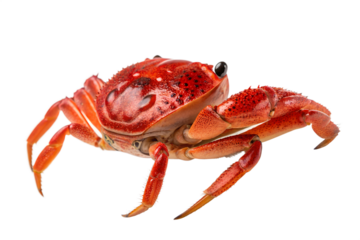 A vibrant red crab photographed against a white background. The crab has a glossy, spotted shell with distinctive black eyes and is positioned to show its body, claws, and legs clearly.