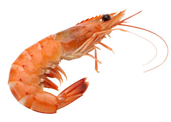 A cooked shrimp with a bright orange color, featuring its segmented body, legs, and tail