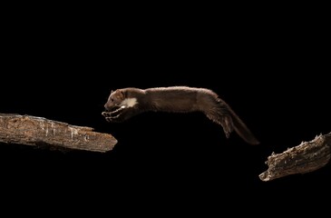 Pine marten leaping between logs.