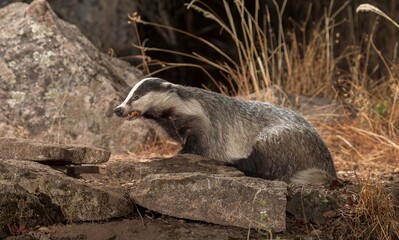 European badger in natural habitat. © Wirestock