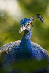 Obraz premium Vibrant peacock close-up with green backdrop.