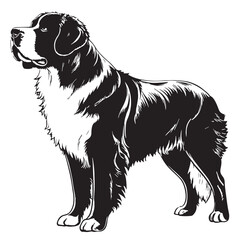 black saintbernard Silhouette Vector, High Quality Illustration on White Background