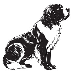 black saintbernard Silhouette Vector, High Quality Illustration on White Background