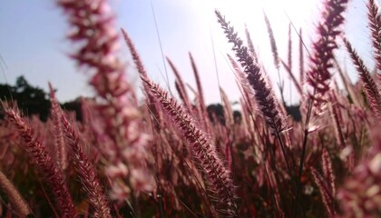 Vibrant pink grasses sway gently in the soft sunlight, showcasing delicate textures and a beautiful natural scene.