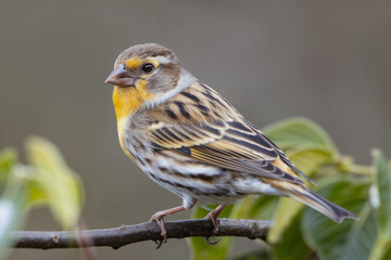 Serin Bird: Stunning Photo of a Yellow-Eyed Serin on a Branch