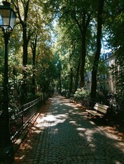 Sun-dappled path through a tree-lined park