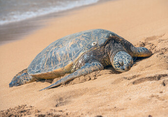 晴れた日にハワイのビーチで甲羅干しをするウミガメ