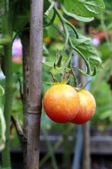 tomatoes on the vine