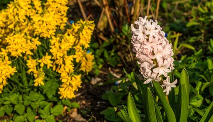 Pink hyacinth among yellow flowers