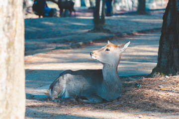 Fototapete bei efototapeten.de bestellen   