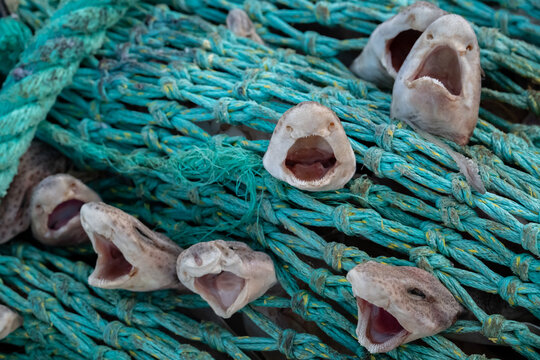 Sharks caught in Net as bycatch - Destruction of fishing industry and trolling boats - Small-spotted Catshark - Scyliorhinus Canicula