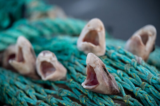 Sharks caught in Net as bycatch - Destruction of fishing industry and trolling boats - Small-spotted Catshark - Scyliorhinus Canicula