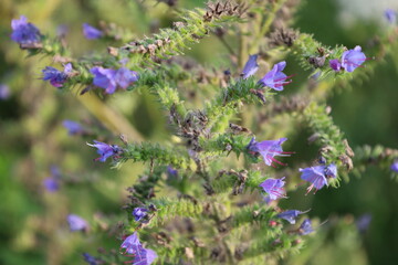 Bumblebee collecting nectar from common blue flower close-up