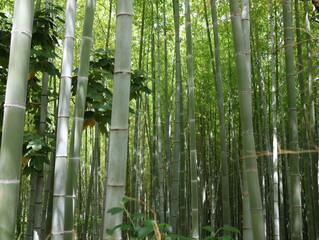 大高緑地公園の竹林の風景